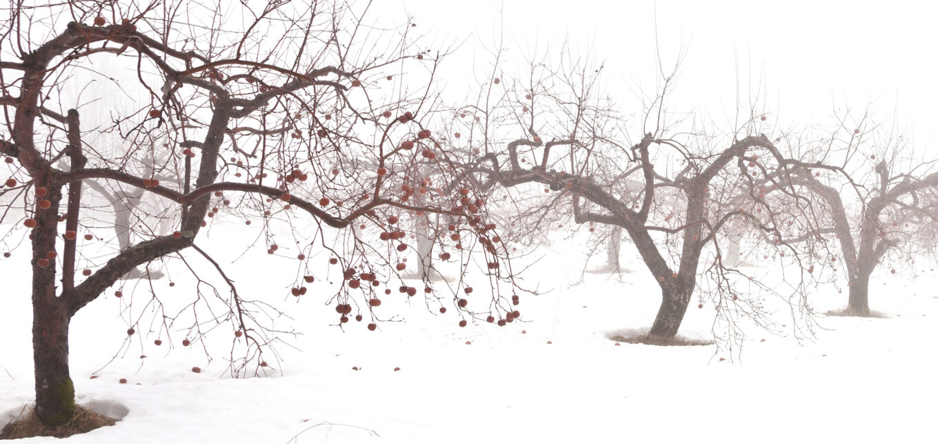 Hardy Apples – Mother Earth News - Vimarsana News